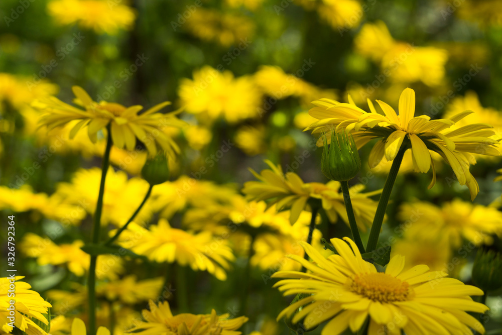 Doronicum - spring yellow daisy blossom in the garden, blurred beautiful flowers on background Doronicum - spring yellow daisy blossom in the garden, blurred beautiful flowers on background