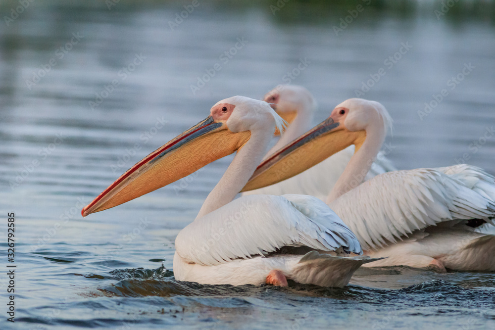 white pelicans in Danube Delta, Romania white pelicans in Danube Delta, Romania
