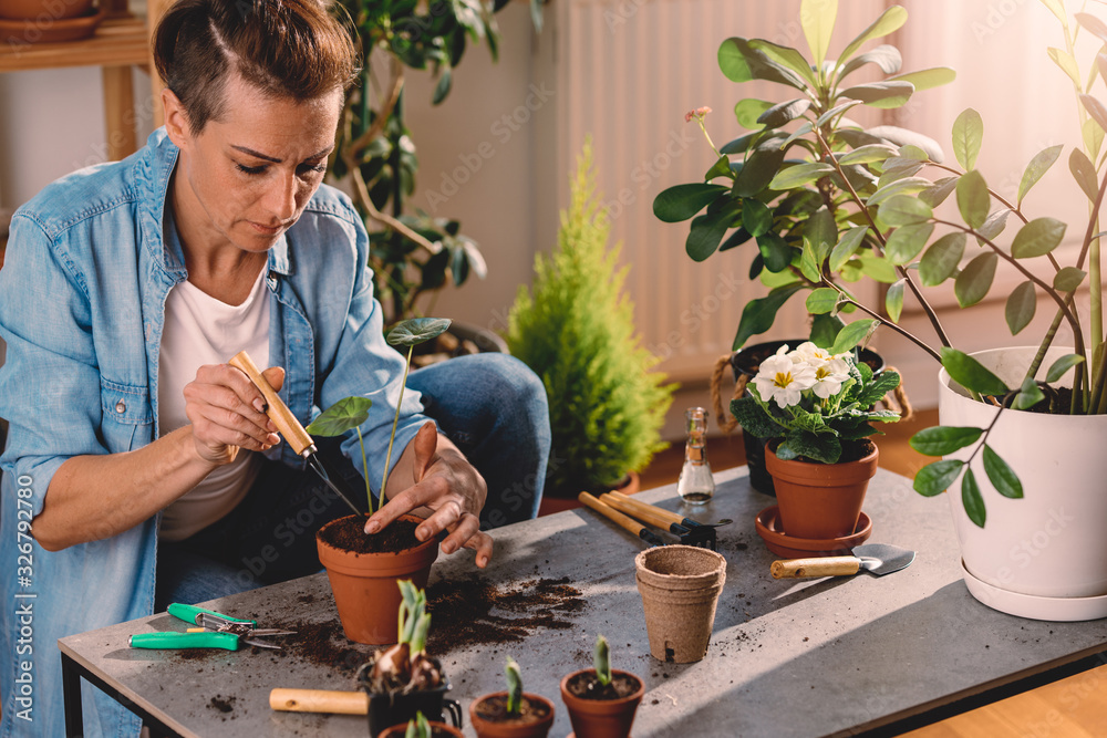 Woman Gardening at Home Replanting alocasia odora. Woman Gardening at Home Replanting alocasia odora.