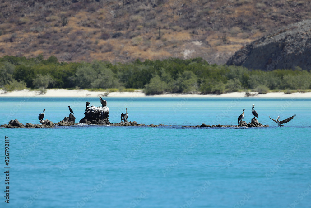 Pelicans on a rock in line with the shoreline