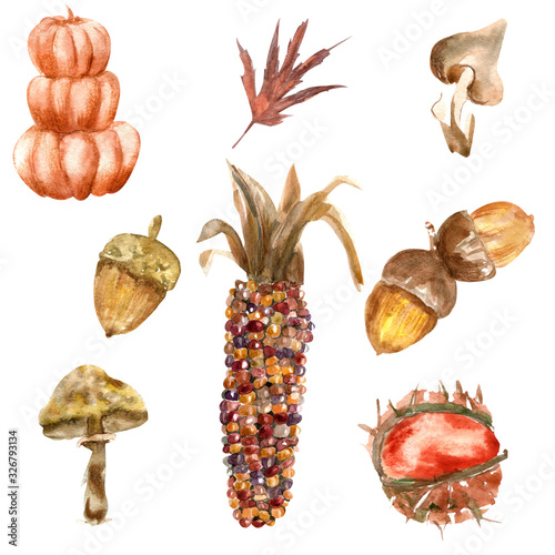 Autumn pumpkin corn leaves set watercolor illustration on white background for scrapbooking print or fabric design.