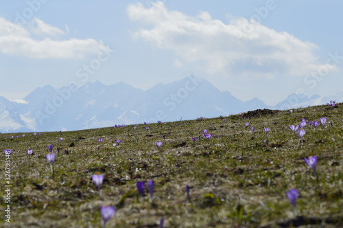 Fototapeta Naklejka Na Ścianę i Meble -  Krokusy (szafran) na tle górskich szczytów, Polskie Tatry Bukowina Tatrzanska