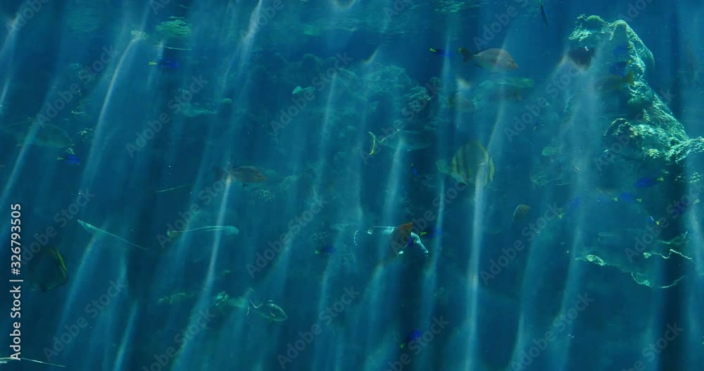 Sunlight in Tropical Ocean Underwater Marine Life Sunlight in Tropical Ocean Underwater Marine Life