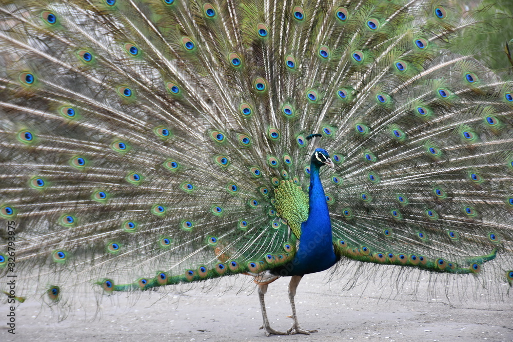 Obraz premium peacock with feathers out