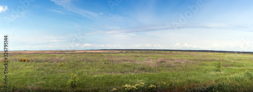 Panormany view  beautiful natural landscape. Green meadow with grasses and forest on the horizon on a blue sky background