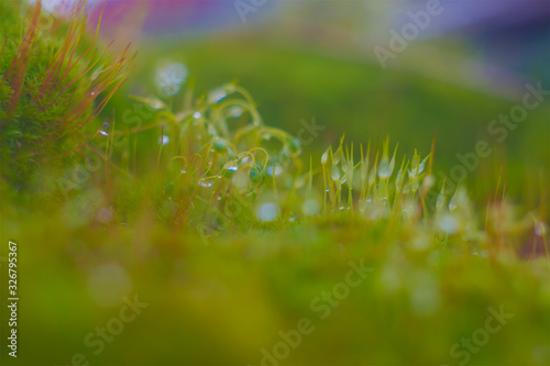 Close up of moss spores in spring green plant macro nature life