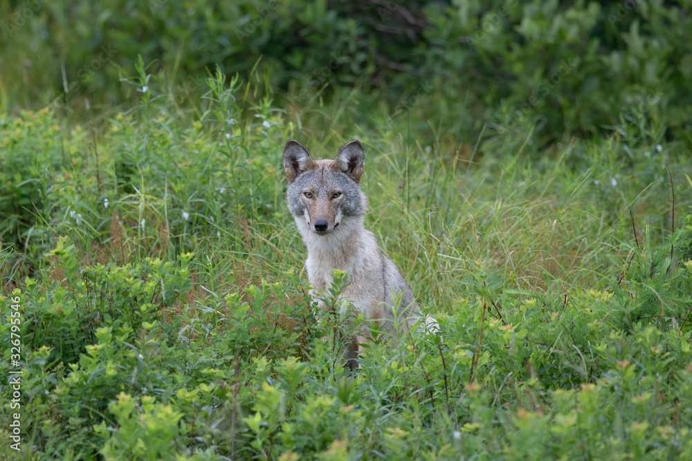 Coyote sitting in tall grass Coyote sitting in tall grass