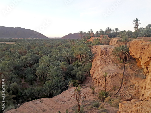 The valley of palm trees in the oasis of Figuig in Morocco photo