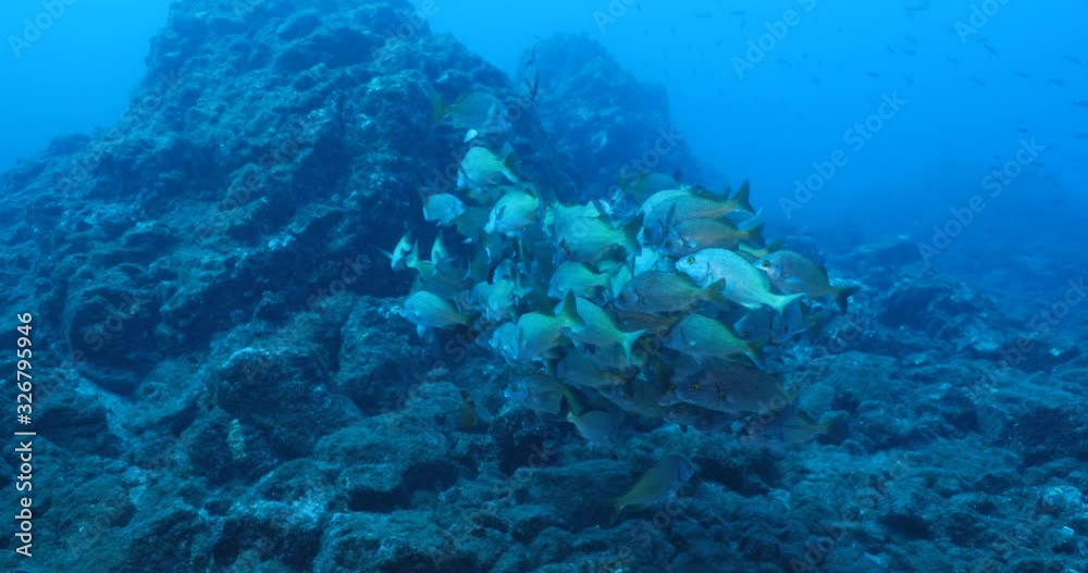 Reef fish from Revillagigedo archipelago. Mexico. Reef fish from Revillagigedo archipelago. Mexico.
