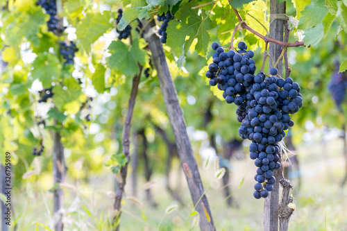 grapes on vine