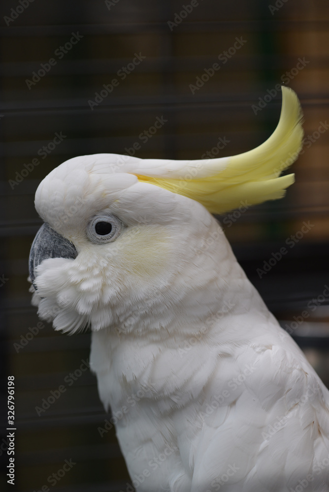 White cockatoo close up portrait birds nature zoo White cockatoo close up portrait birds nature zoo