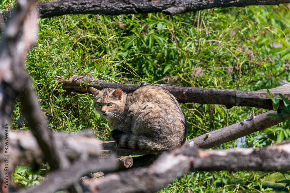 Obraz premium Wildkatzen im Nationalpark Hainich