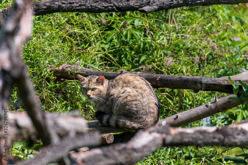 Wildkatzen im Nationalpark Hainich
