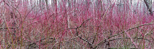 Panorama of a thicket with an abstract pattern of blood-red willow branches. View of yves thickets, background. Backdrop with branches piercing space in all directions. Red tree branches in the woods photo