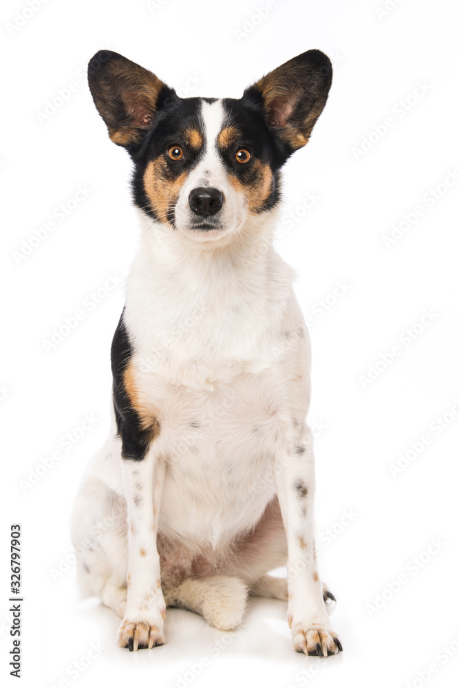 Cute mixed breed dog on white background