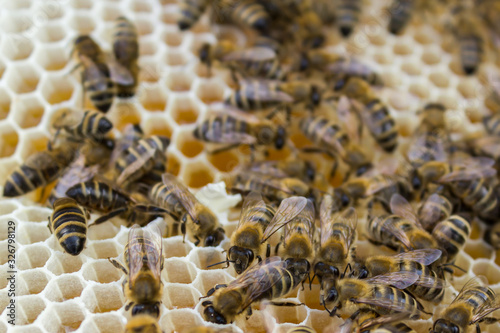 Working bees on honeycomb with honey. Carniolan honey bee, Apis mellifera carnica.