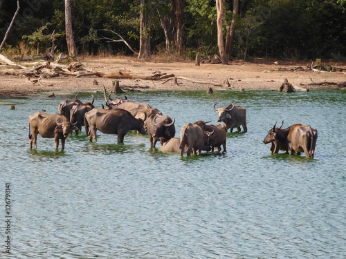 Water buffalos in the water pond, Udawalawa, Sri Lanka, Bubalus bubalis.