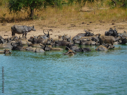 Water buffalos in the water pond, Udawalawa, Sri Lanka, Bubalus bubalis.