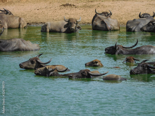 Water buffalos swimming in the water in Udawalawa park, Sri lanka, Bubalus bubalis. photo