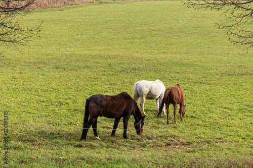 horses on green meadow in spring. Horse herd on the pasture.