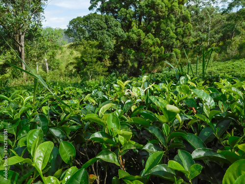 Closeup picture of fresh tea leaves on tea plantation ready for harvest, Ella, Sri Lanka.