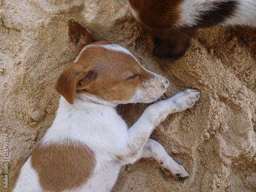 Cute puppy sleeping in sand on a beach.