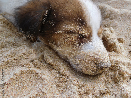 Cute puppy sleeping in sand on a beach. Puppy dirty from sand.