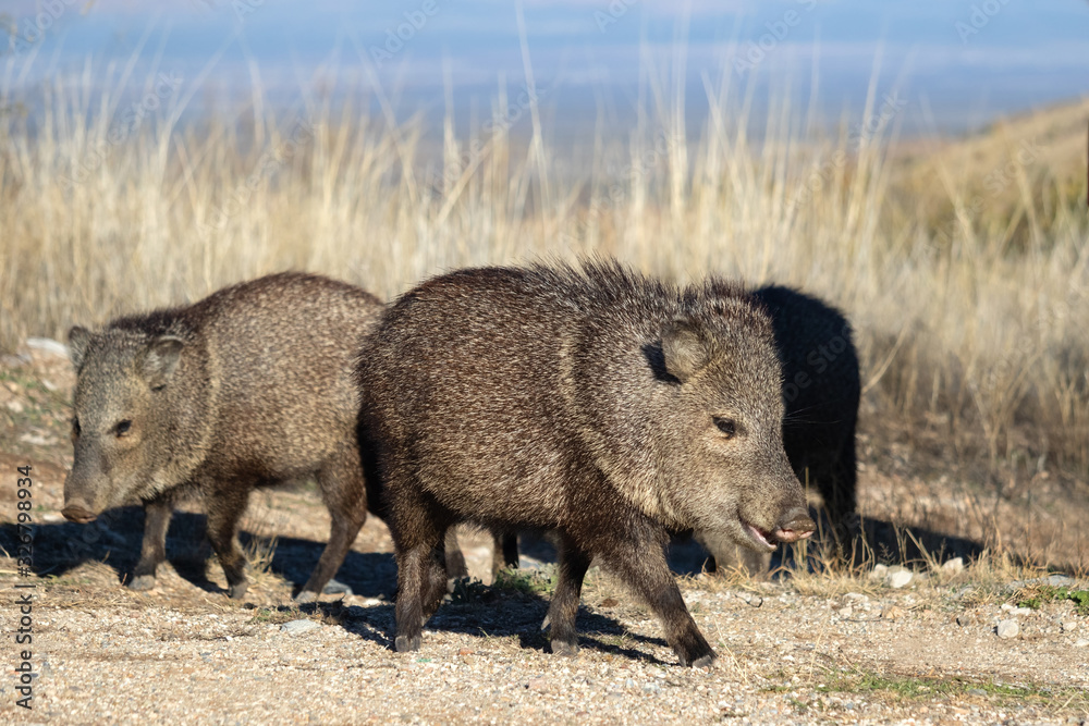 A group of Javelinas in Fort Bowie National Historic Site, Arizona A group of Javelinas in Fort Bowie National Historic Site, Arizona