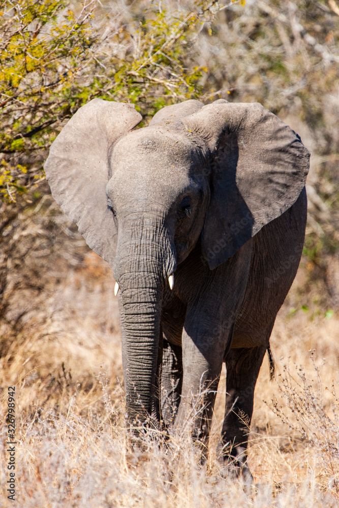 African elephant in the Kruger National Park, South Africa