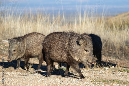 A group of Javelinas in Fort Bowie National Historic Site, Arizona
