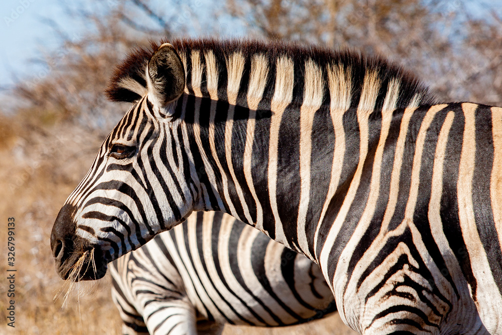 Zebra in the Kruger National Park, South Africa Zebra in the Kruger National Park, South Africa