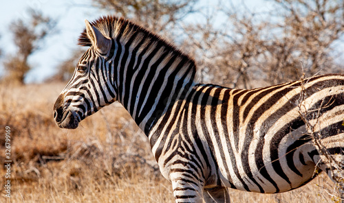 Zebra in the Kruger National Park  South Africa