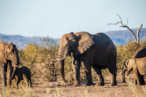 African elephant in the Kruger National Park, South Africa © Travel Stock