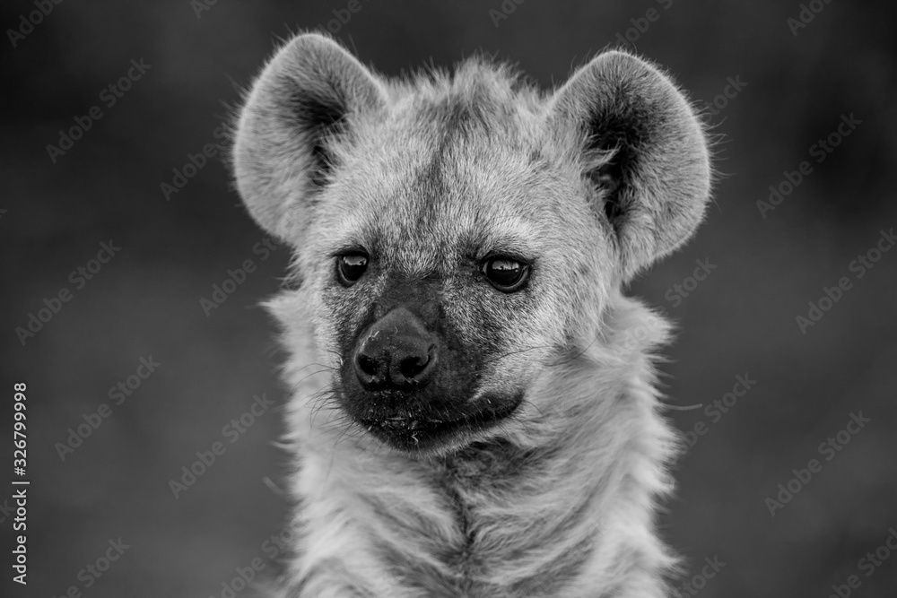 Spotted Hyena in the Kruger National Park, South Africa Spotted Hyena in the Kruger National Park, South Africa