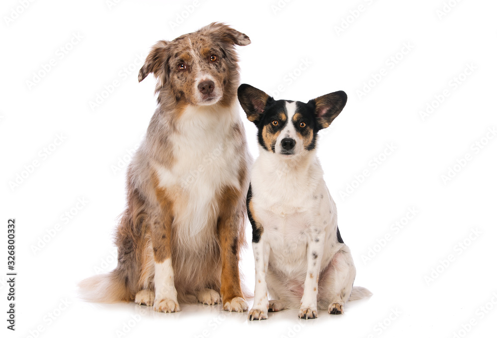 Two dogs sitting side by side on white background Two dogs sitting side by side on white background