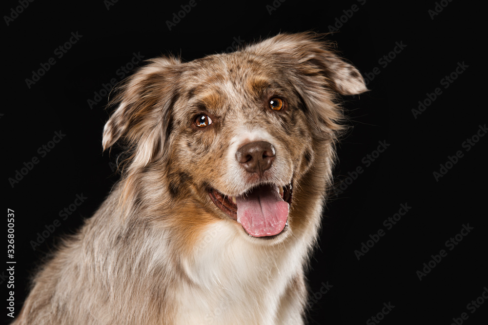 Australian shepherd dog on black background Australian shepherd dog on black background