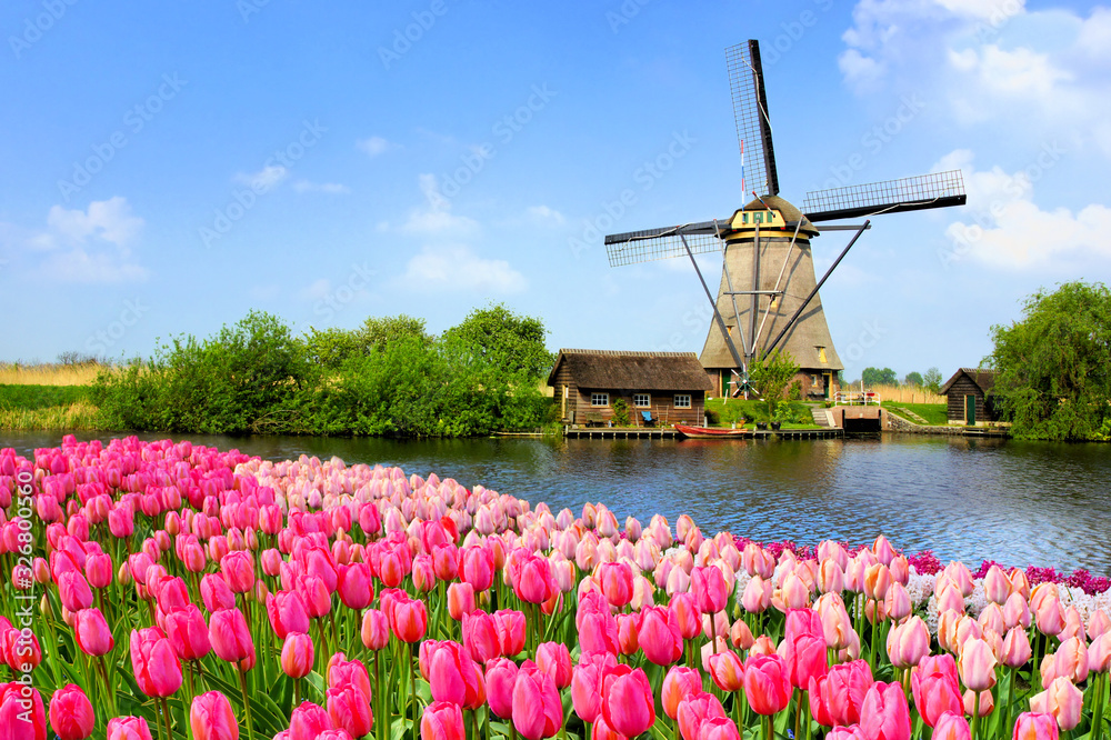 Fototapeta premium Tradycyjny holenderski wiatrak wzdłuż kanału z kwiatami różowych tulipanów na pierwszym planie, Holandia