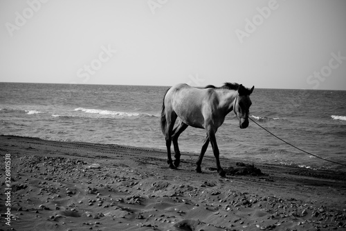 A nice view of a horse in the beach