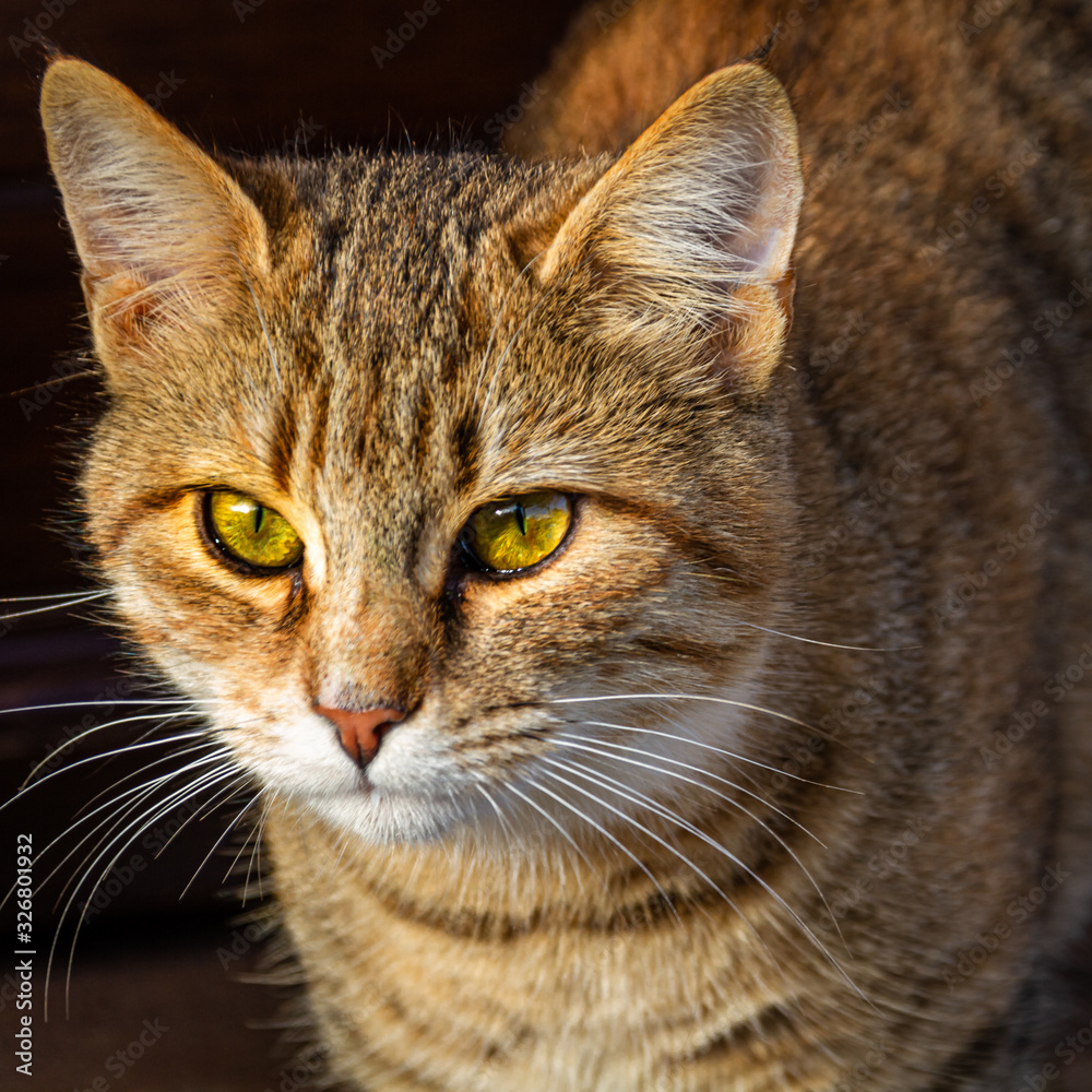 Wachsamer Kater Wachsamer Kater