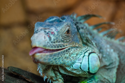 Nice iguana portrait close up macro nature lizard reptile © Serhii