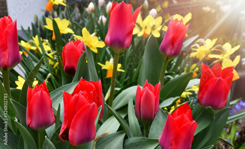 Beautiful spring flowers color garden backround. Group of red tulips in the park wide banner or panorama.