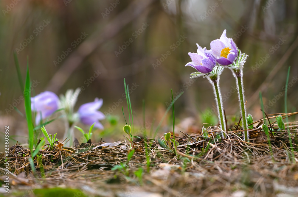 Spring flowers. The bush of the first spring flowers in the forest. Flowers dream grass. Primroses. Spring flowers. The bush of the first spring flowers in the forest. Flowers dream grass. Primroses.