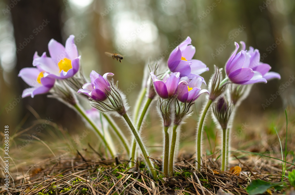 Spring flowers. The bush of the first spring flowers in the forest. Flowers dream grass. Primroses. Spring flowers. The bush of the first spring flowers in the forest. Flowers dream grass. Primroses.