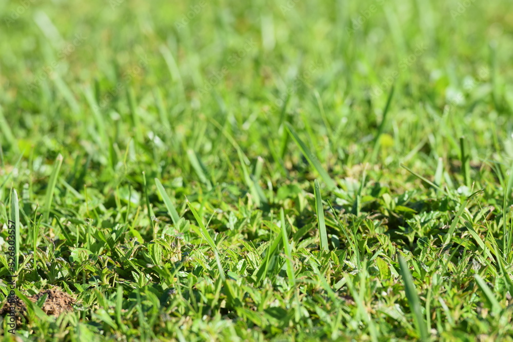 green grass green grass