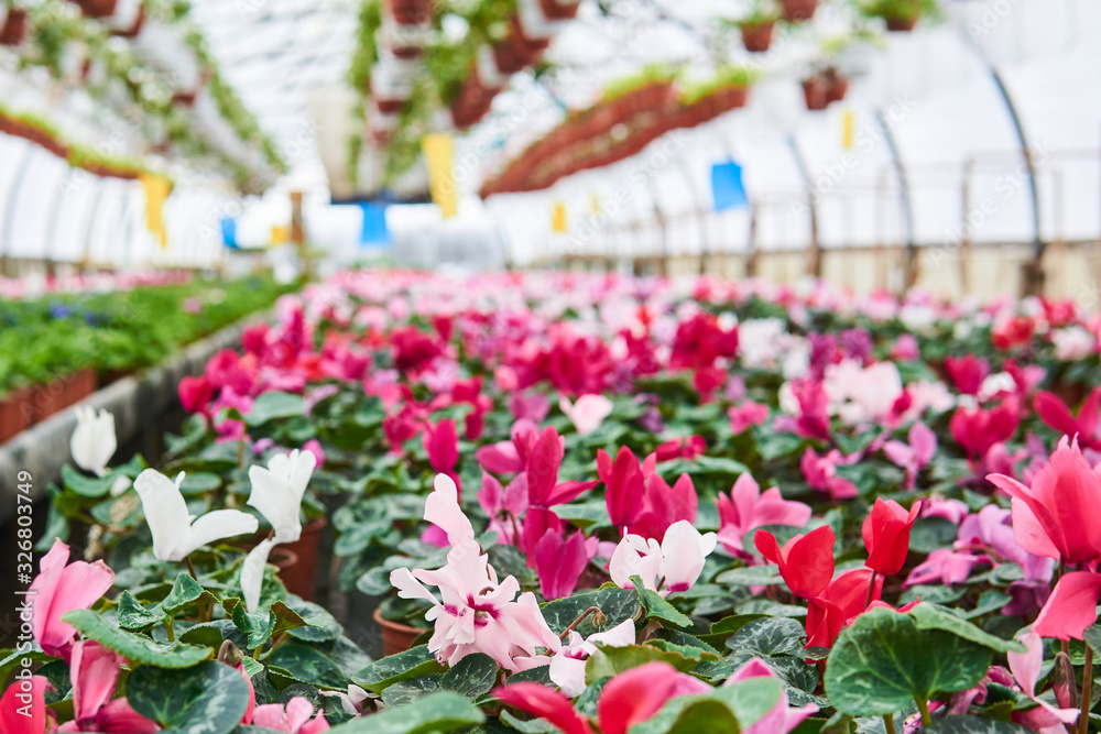 Cyclamen plantation in the greenhouse