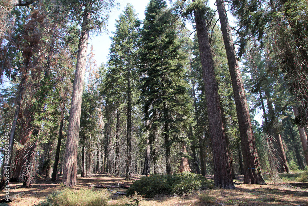 Sequoia National park in California, USA Sequoia National park in California, USA
