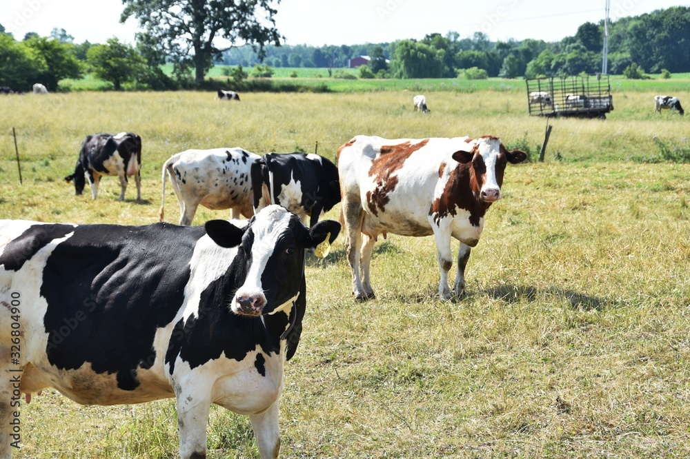 Dairy Cattle in the Pasture