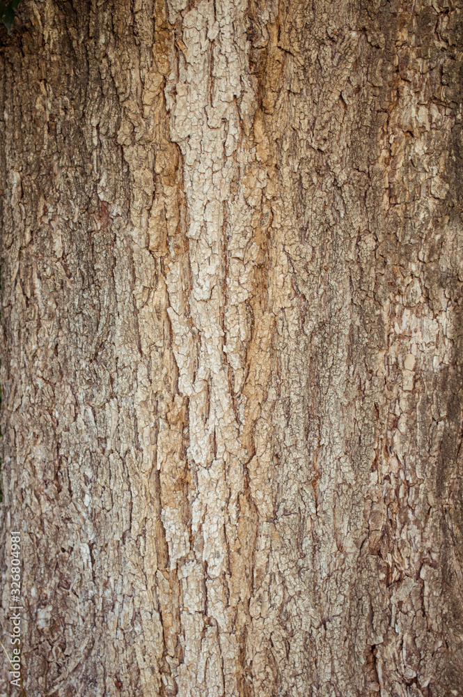 tree bark wood texture tree bark wood texture