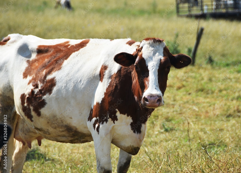 Brown Holstein Staring