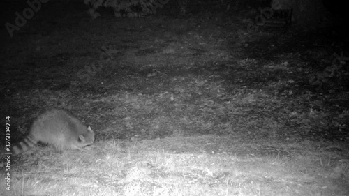 wild raccoon feeding at night